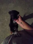 Pretinha
