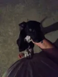 Pretinha