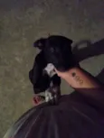 Pretinha