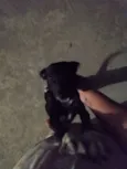 Pretinha