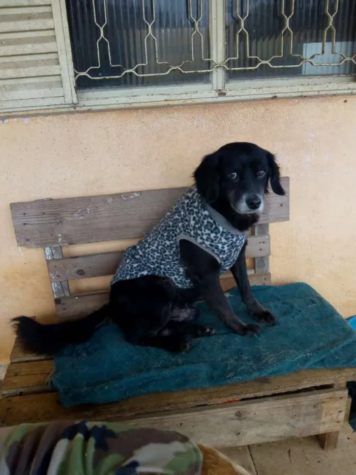 Cachorro ra a SRD idade 5 anos nome Sid