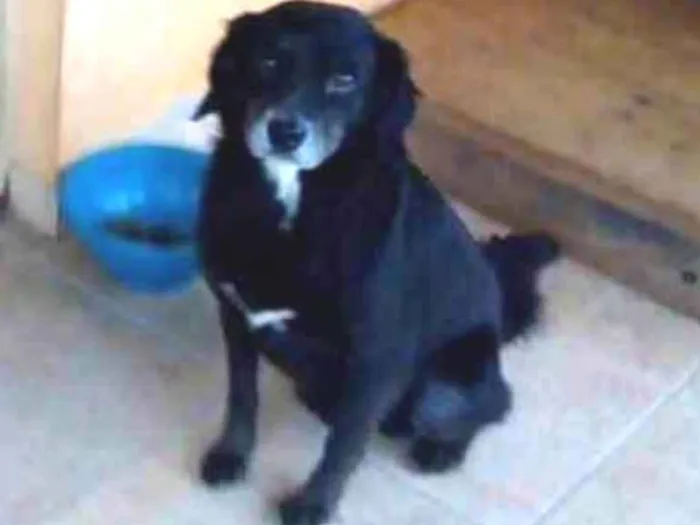 Cachorro ra a SRD idade 5 anos nome Sid