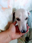 Princesa