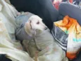Princesa