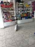 Princesa