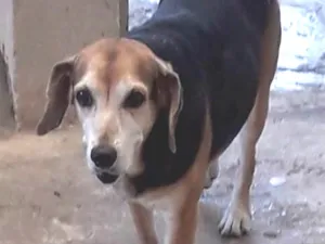 Cachorro raça Vira lata, lembra beagle idade 6 ou mais anos nome Jade