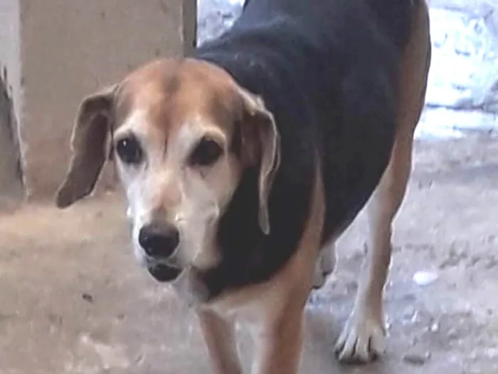 Cachorro ra a Vira lata, lembra beagle idade 6 ou mais anos nome Jade
