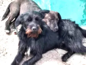 Cachorro raça SRD MIX SCHNAUZER  idade 1 ano nome ESTOPINHA 
