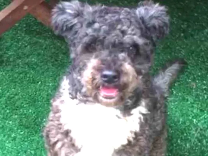 Cachorro ra a Srd mix poodle  idade 4 anos nome Amanda 