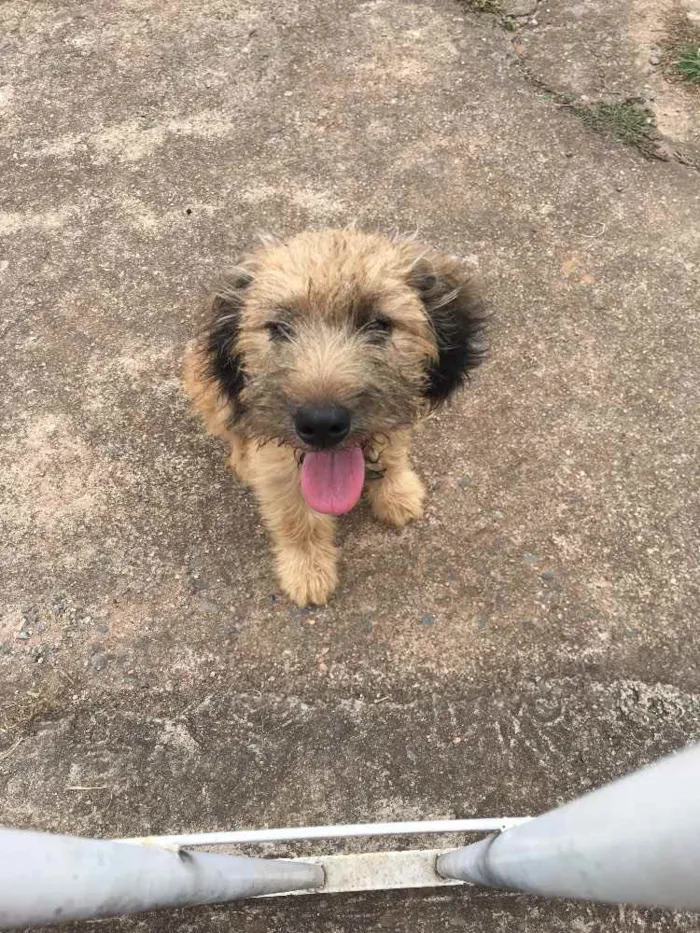 Cachorro ra a Não definida idade  nome Lupi