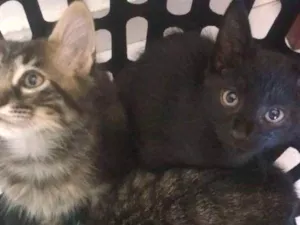 Gato raça Srd idade 2 a 6 meses nome Sem nome