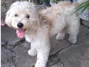 Cachorro raça SED MIX BICHON FRISE idade 1 ano nome FLOQUINHO 