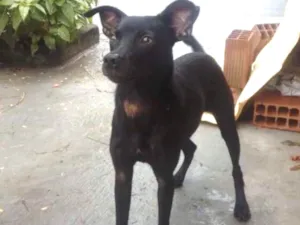 Cachorro raça RND idade 7 a 11 meses nome Belinha