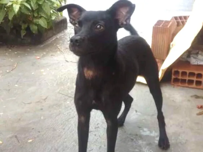 Cachorro ra a RND idade 7 a 11 meses nome Belinha