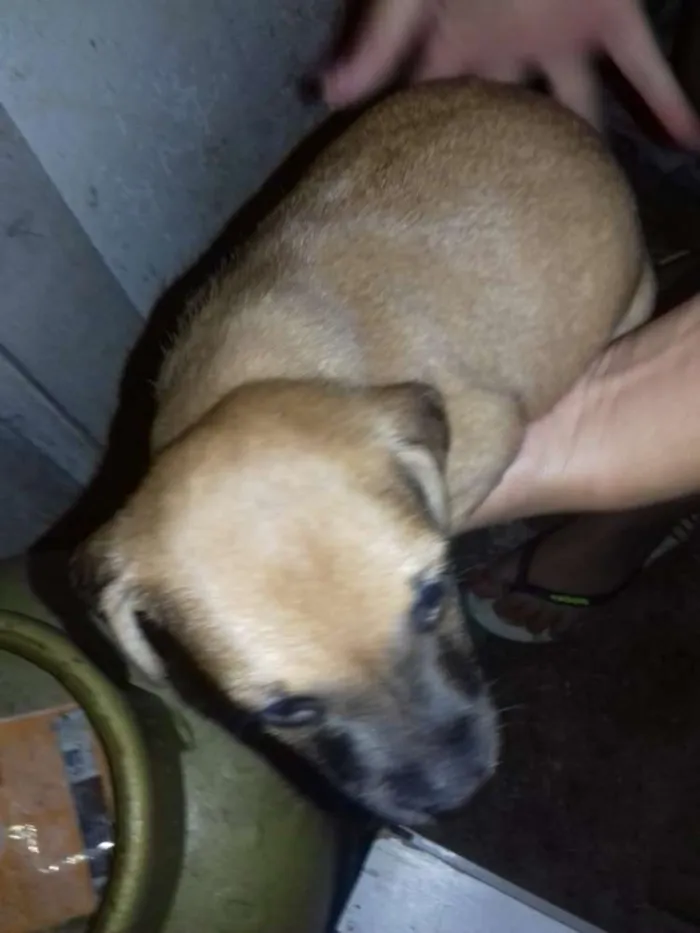 Cachorro ra a Srd idade Abaixo de 2 meses nome Sem nome