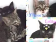 Mimo, Lolita e Tigri