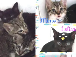 Gato raça Felino idade Abaixo de 2 meses nome Mimo, Lolita e Tigri