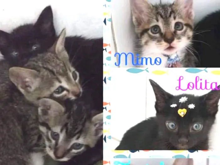Gato ra a Felino idade Abaixo de 2 meses nome Mimo, Lolita e Tigri