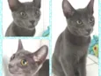 Mimo, Lolita e Tigri