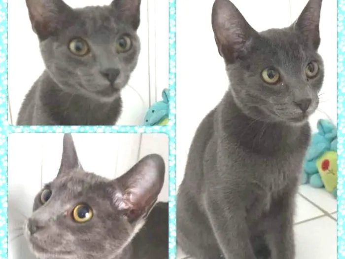Gato ra a Felino idade Abaixo de 2 meses nome Mimo, Lolita e Tigri