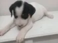 Belinha