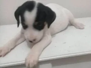 Cachorro raça Vita lata  idade 2 a 6 meses nome Belinha