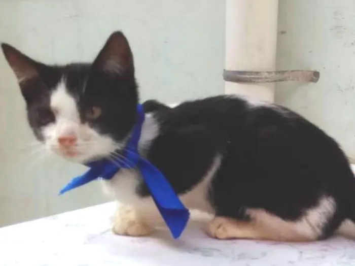 Gato ra a SRD  idade 2 a 6 meses nome Sem Nome 