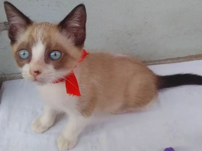 Gato ra a SRD  idade 2 a 6 meses nome Sem Nome 