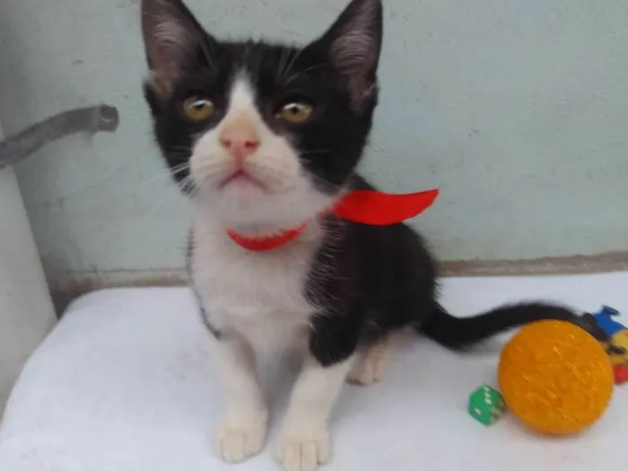 Gato ra a SRD  idade 2 a 6 meses nome Sem Nome 