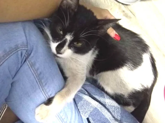 Gato ra a  idade 7 a 11 meses nome Anita