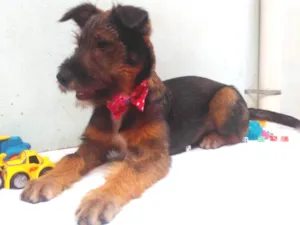 Cachorro raça SRD idade 2 a 6 meses nome Sem Nome F