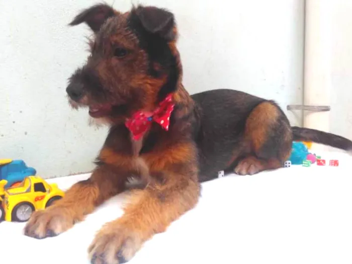 Cachorro ra a SRD idade 2 a 6 meses nome Sem Nome F