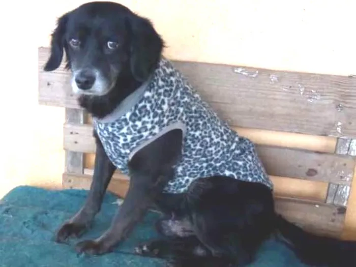 Cachorro ra a SRD idade 5 anos nome Sid