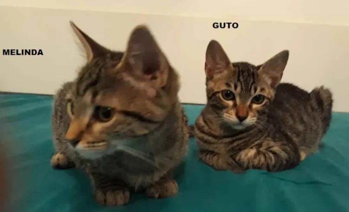 Gato ra a srd idade 2 a 6 meses nome Guto e Melinda