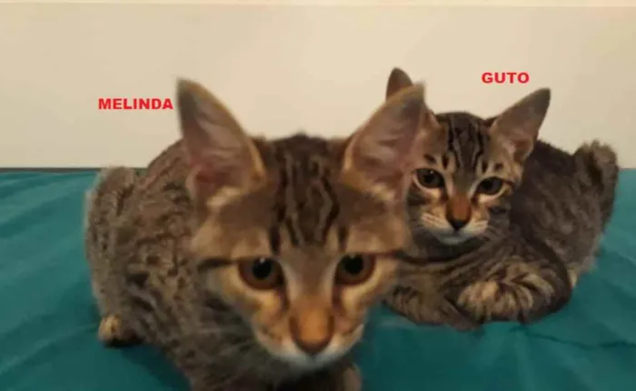 Gato ra a srd idade 2 a 6 meses nome Guto e Melinda