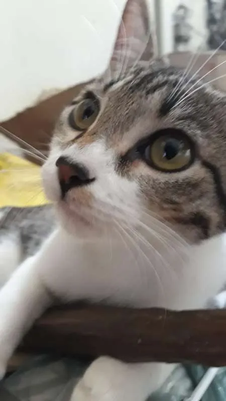 Gato ra a SRD idade 2 a 6 meses nome LIVIA