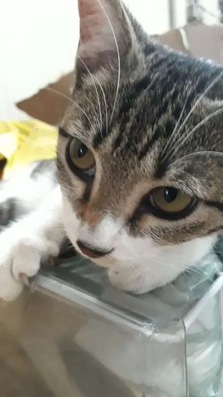Gato ra a SRD idade 2 a 6 meses nome LIVIA