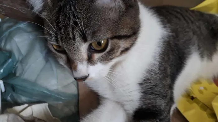 Gato ra a SRD idade 2 a 6 meses nome LIVIA