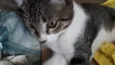 LIVIA