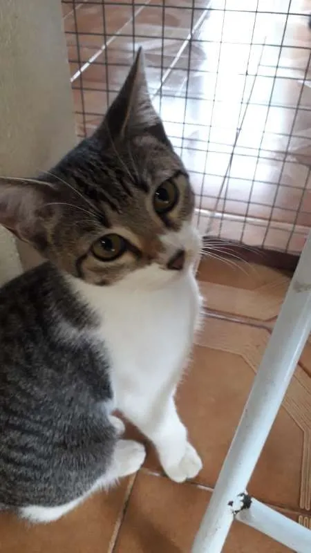 Gato ra a SRD idade 2 a 6 meses nome LIVIA