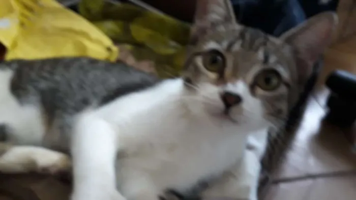 Gato ra a SRD idade 2 a 6 meses nome LIVIA
