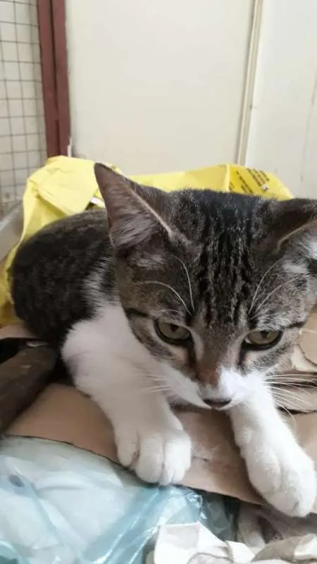 Gato ra a SRD idade 2 a 6 meses nome LIVIA