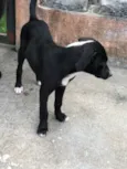 Maya