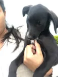 Maya