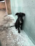 Maya