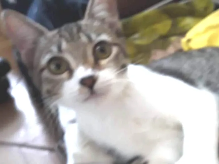 Gato ra a SRD idade 2 a 6 meses nome LIVIA