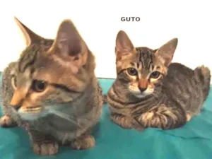 Gato raça srd idade 2 a 6 meses nome Guto e Melinda