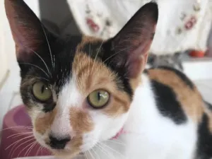 Gato raça SRD idade 2 a 6 meses nome Sem nome 