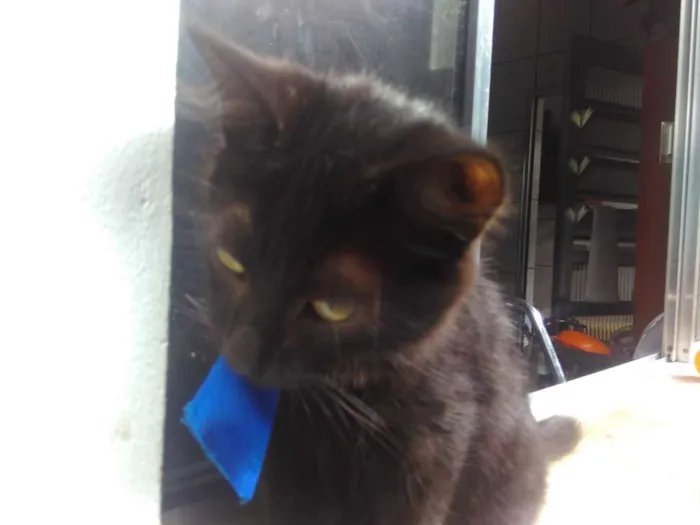 Gato ra a SRD  idade 2 a 6 meses nome Sem Nome 