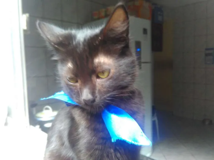 Gato ra a SRD  idade 2 a 6 meses nome Sem Nome 